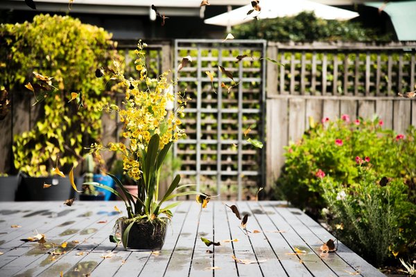 Quelles sont les plantes qui résistent au gel?